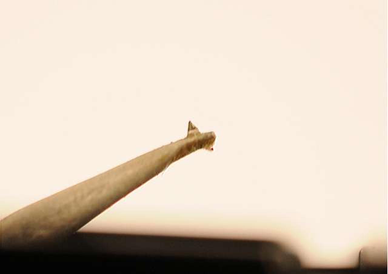 カンチレバーもきれいです