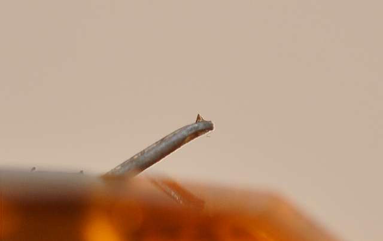 しっかりしたチップです