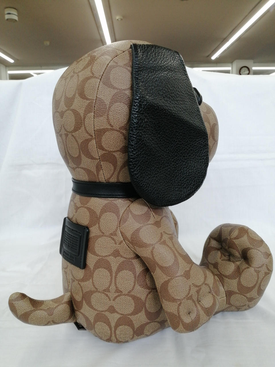 右耳折りジワあり