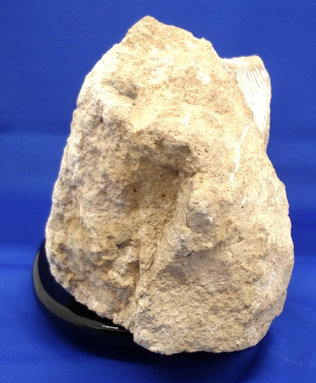 化石のオブジェ、飾り台付き 楽天市場】化石 インテリアの通販