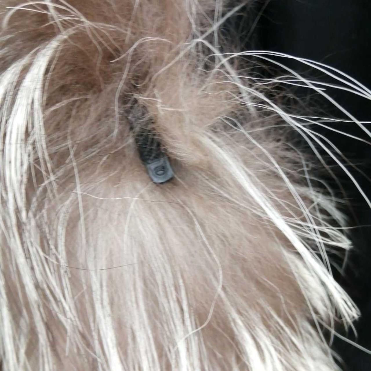 留め具引っ掛け