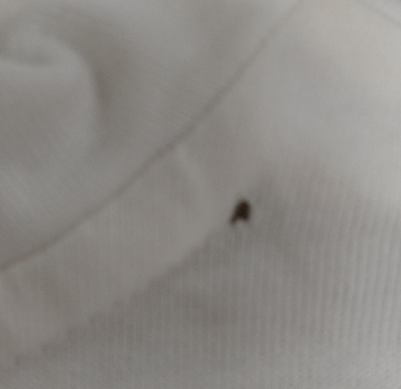 背面襟後ろ穴空き