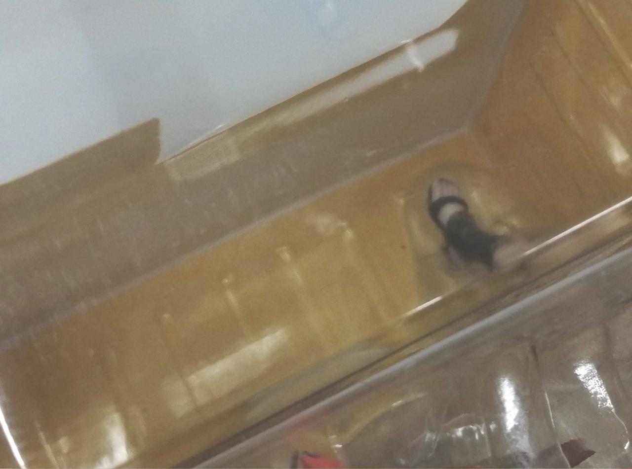 ブリスターキズ有