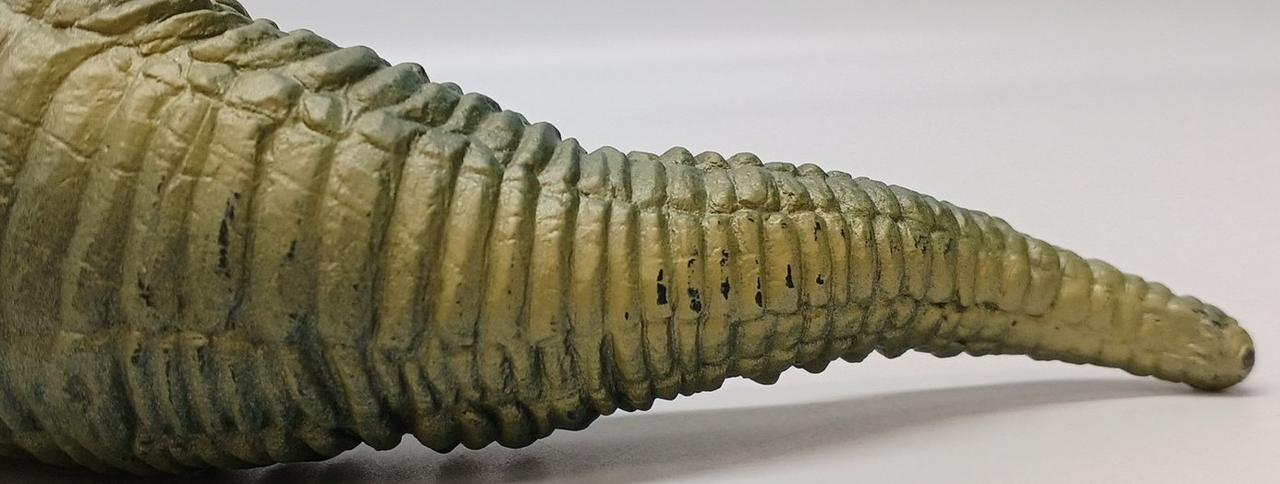 しっぽ辺りにキズあり