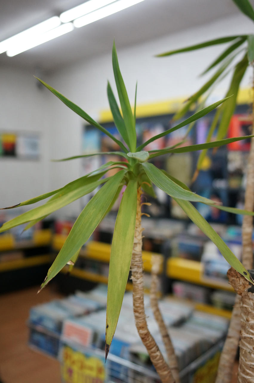 NEX-5R(APS-C)で撮影