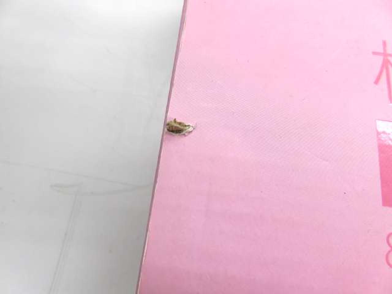 カケあり