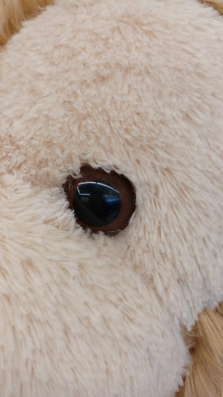 黒目付近、傷あり