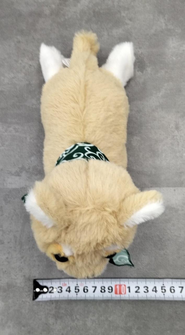 ココドル踊るペット犬 Amazon.co.jp: ココドル踊るペット犬 豆柴 お話 歌う マメシバ