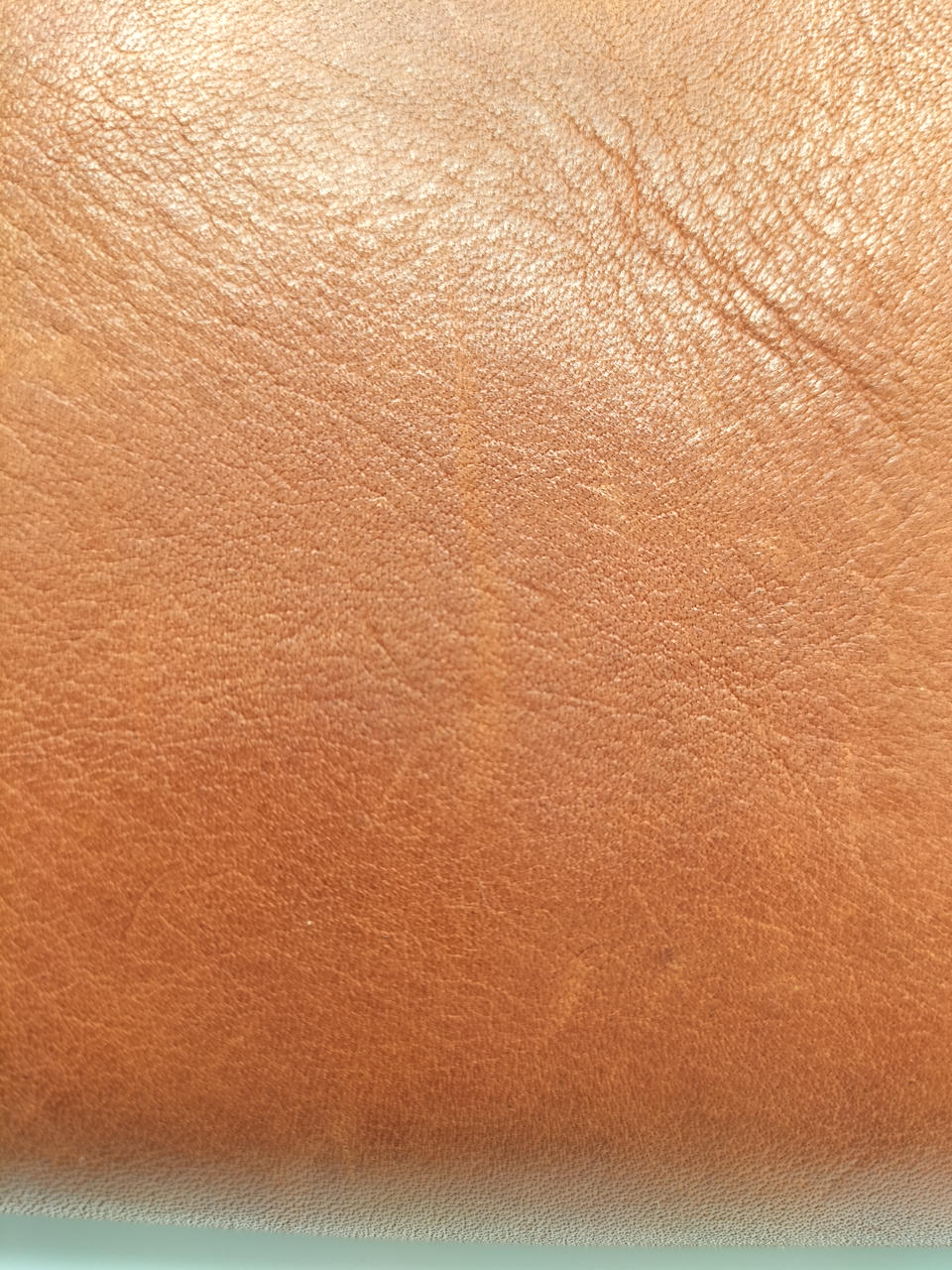 爪による傷多数あり