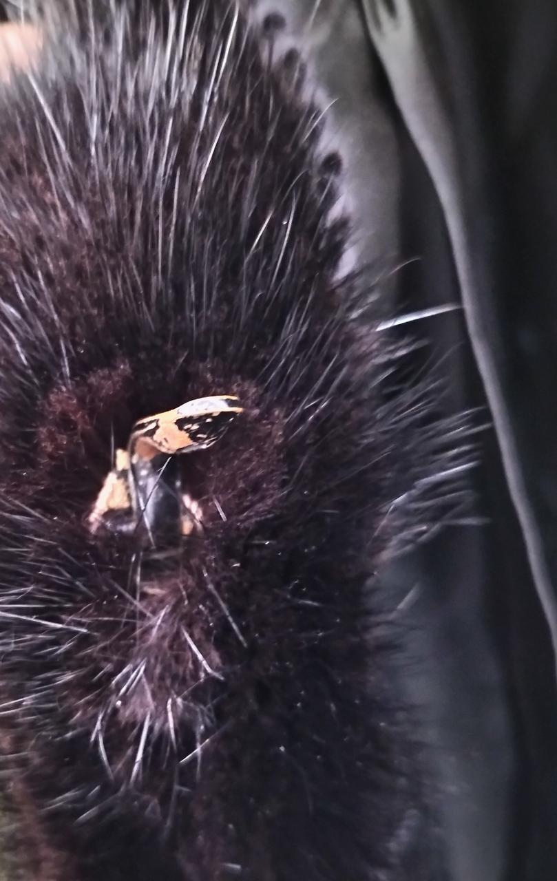 留め具にサビ有
※一番上のフック