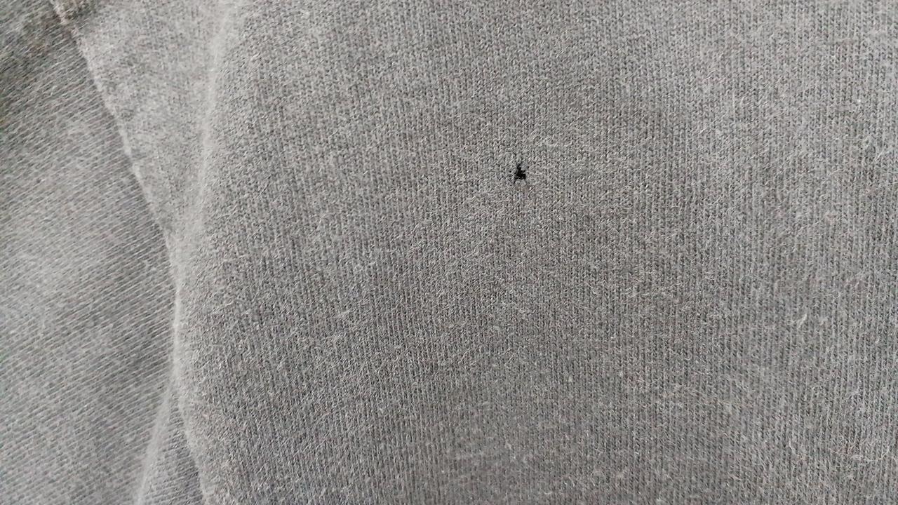 穴あきあり