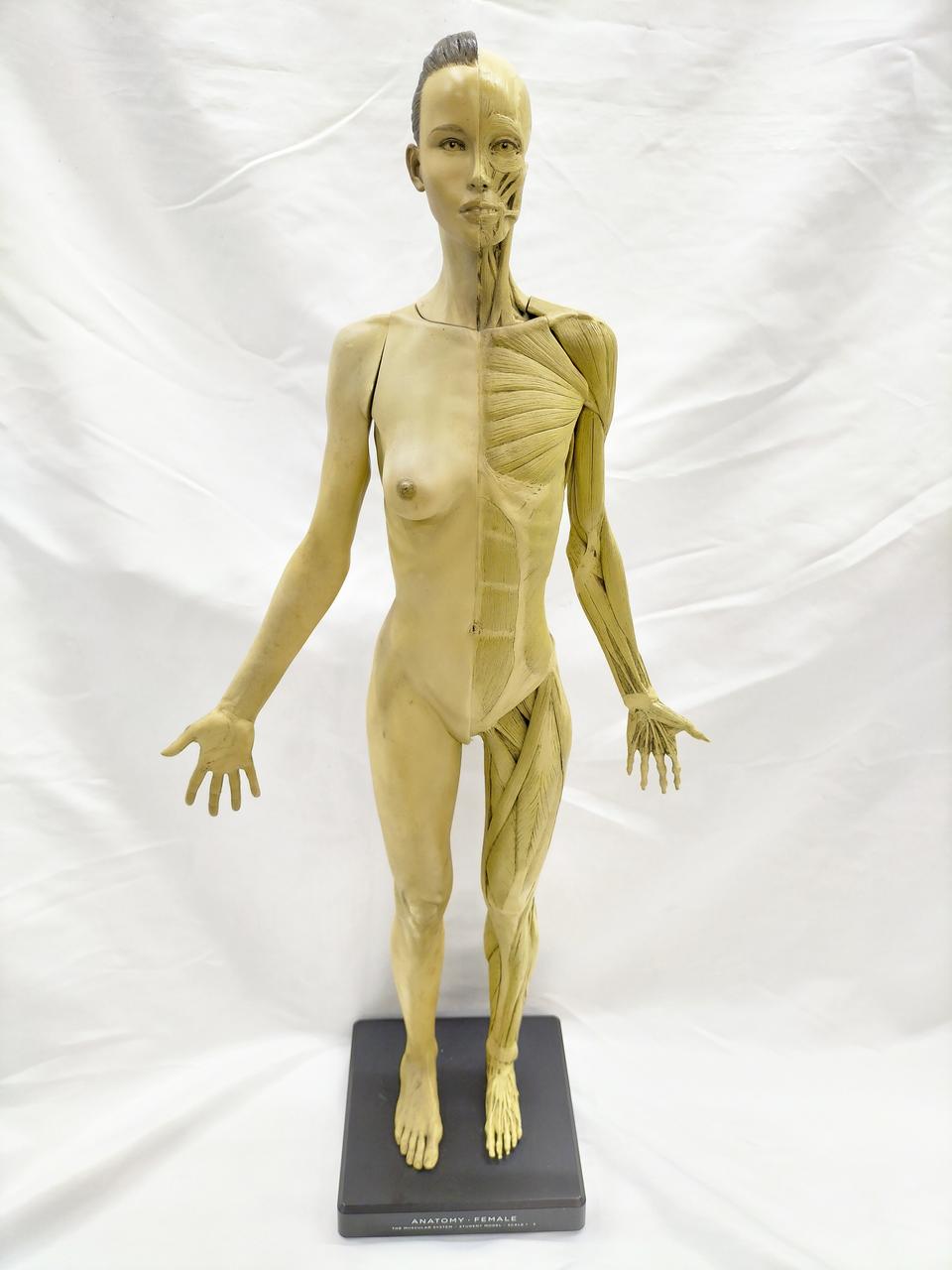 Anatomy Tools ANATOMY 男性 女性 人体模型 アナトミー Amazon.co.jp: アナトミーフィギュア 女性 アートプロモデル