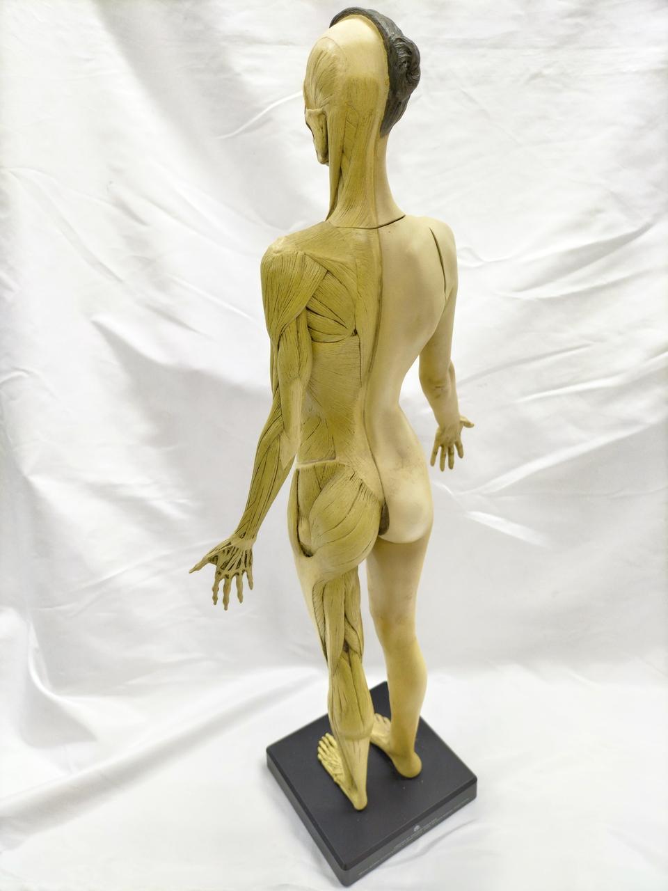 ANATOMY TOOLS|人体模型|HARDOFFオフモール（オフモ）|2032460000113604