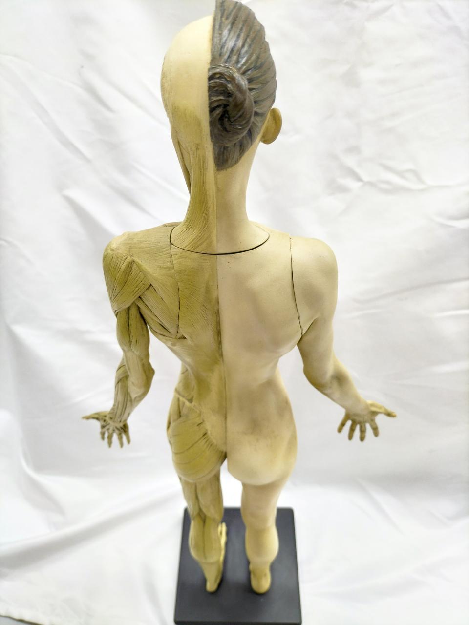 ANATOMY TOOLS|人体模型|HARDOFFオフモール（オフモ