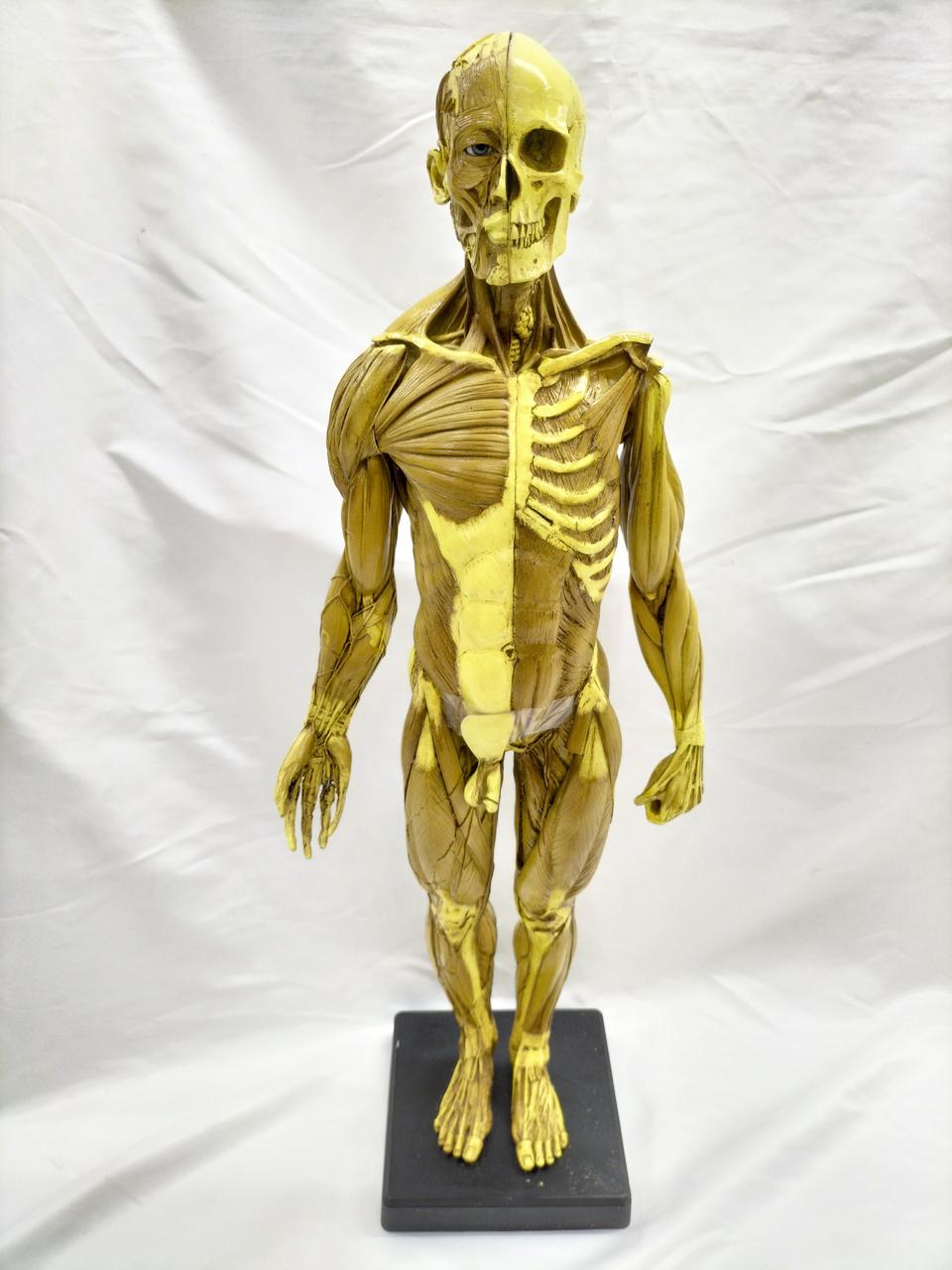 ANATOMY TOOLS|人体模型|HARDOFFオフモール（オフモ