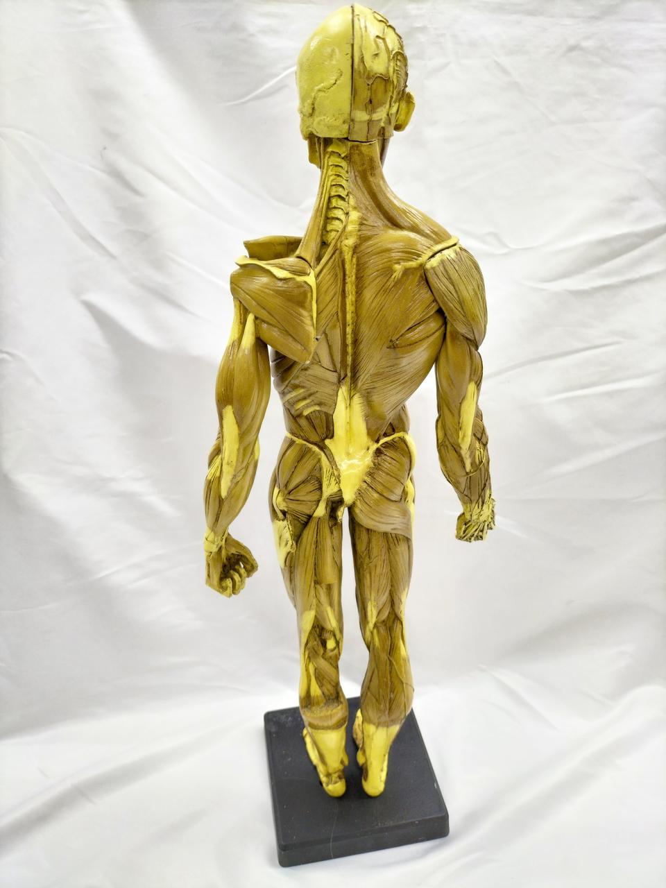 ANATOMY TOOLS|人体模型|HARDOFFオフモール（オフモ
