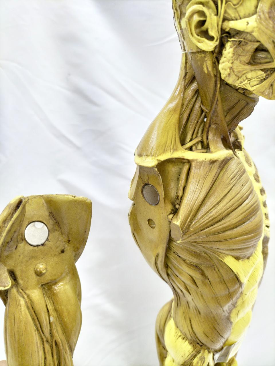 Anatomy Tools 人体模型 約30cm Anatomy Tools 人体模型 約30cm - メルカリ