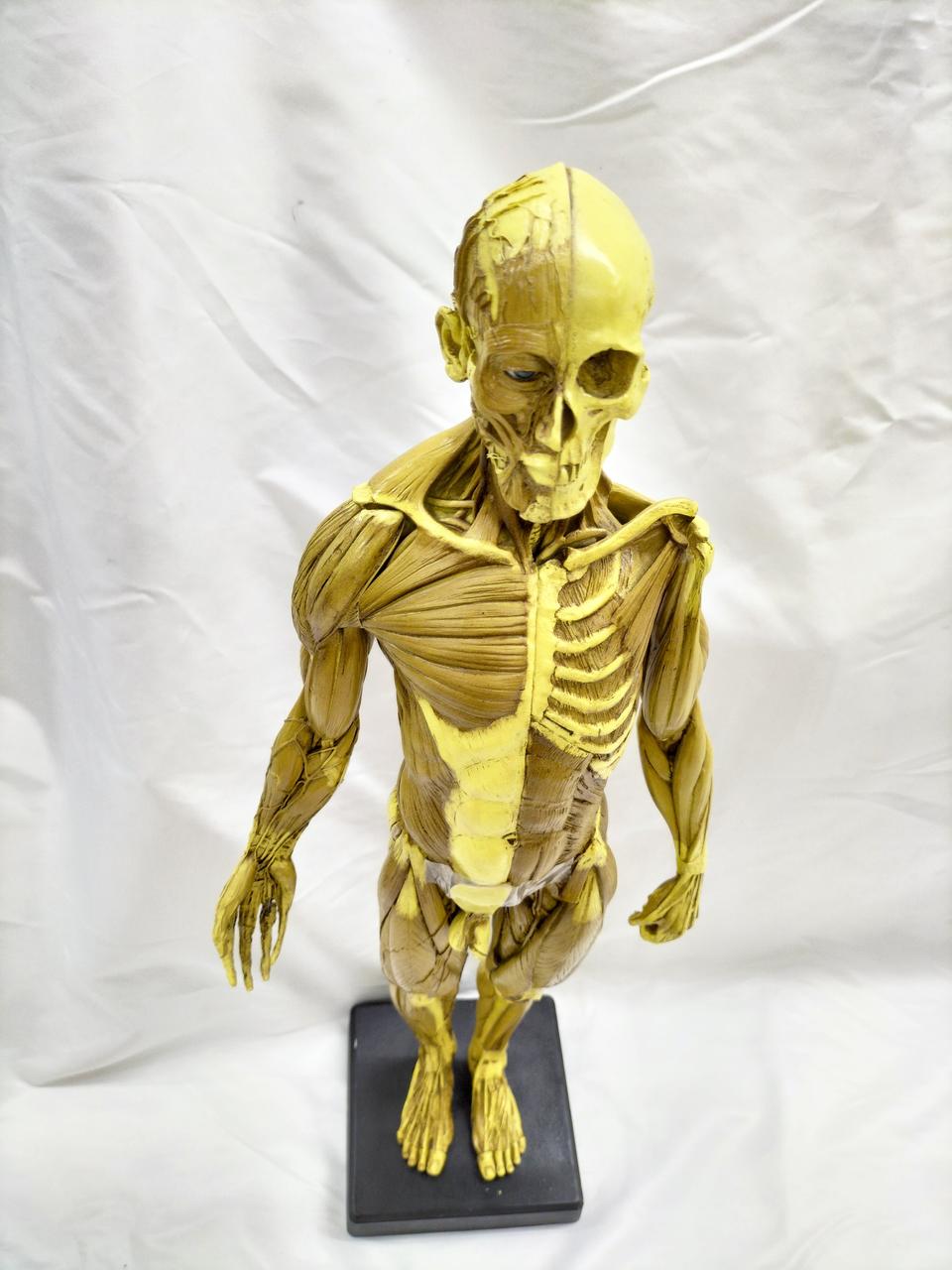 ANATOMY TOOLS|人体模型|HARDOFFオフモール（オフモ