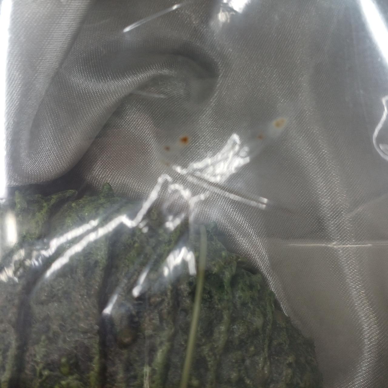 王蟲フィギュア汚れあり。