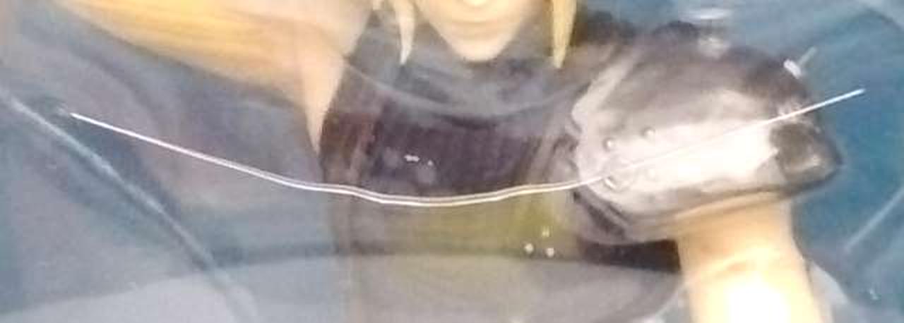 ブリスター割れ有