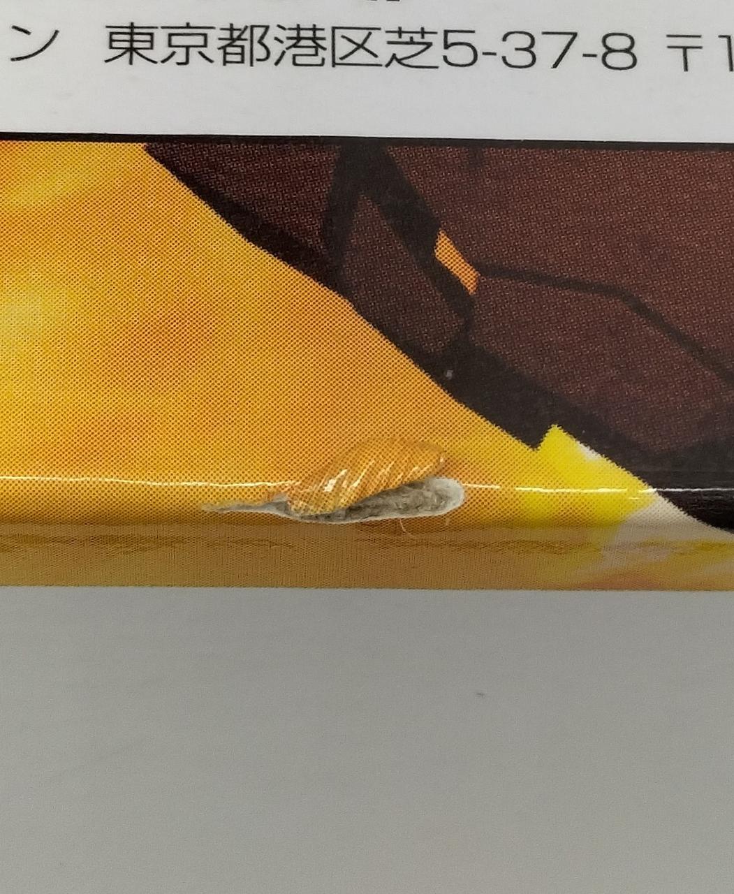 裏面下側の破れ
