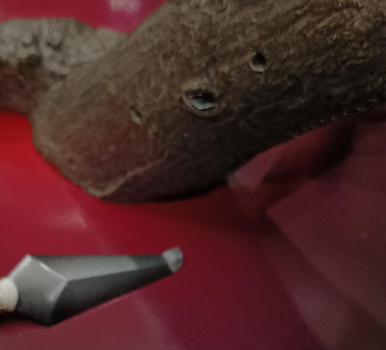 クナイが緩く外れてしまいます。