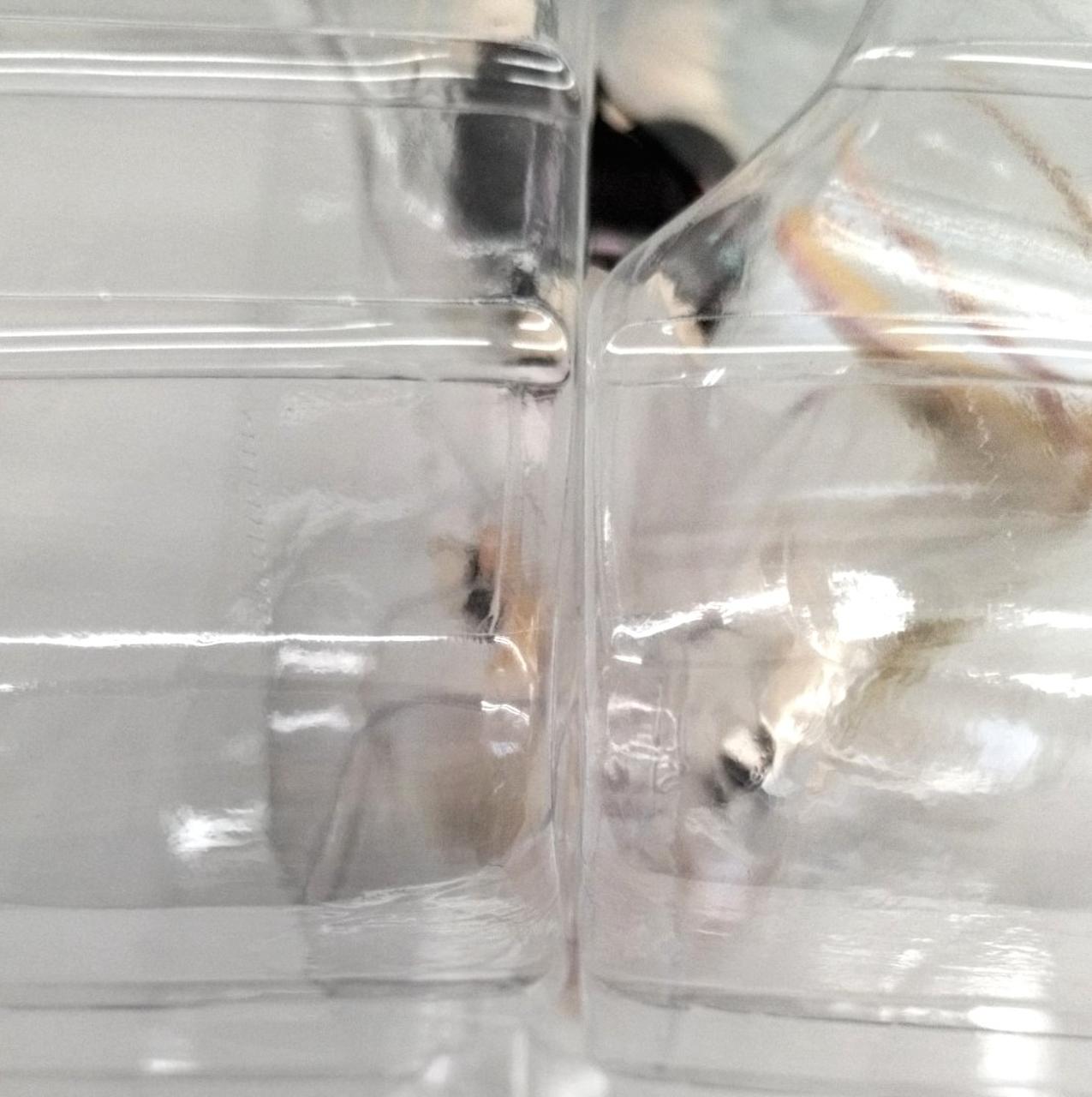 ブリスター未開封