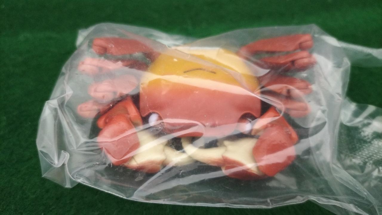 アカテガニ(黄色)