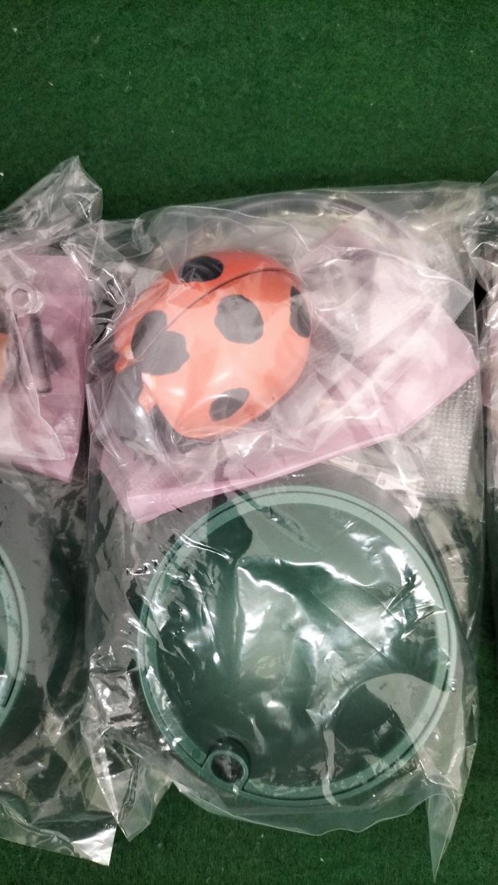 ナナホシテントウ(朱色)