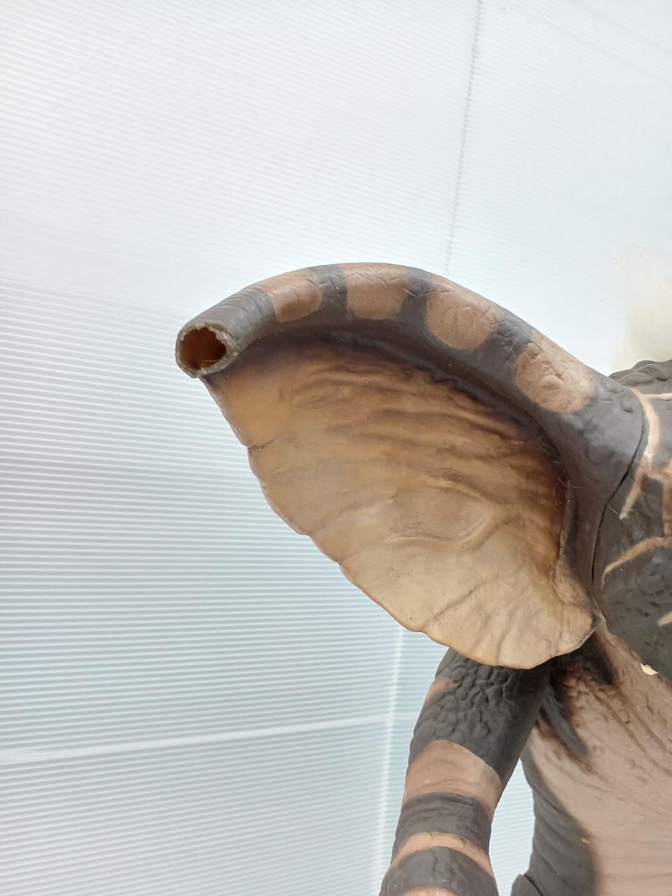 右耳先端ちぎれています