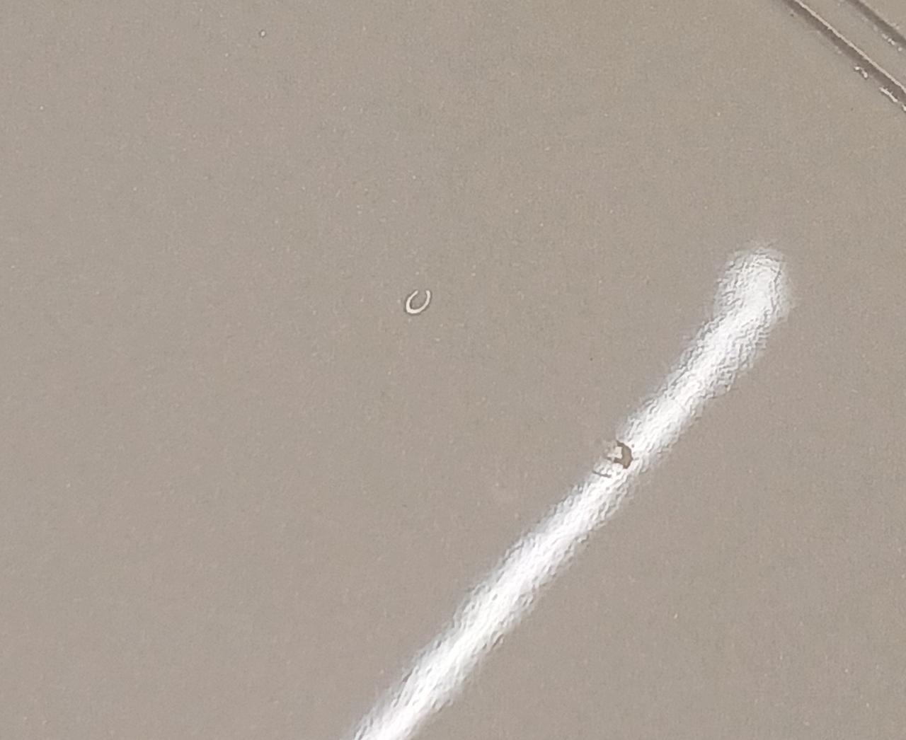 車体屋根に小さな突起があります