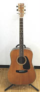 アコースティックギター|MORRIS