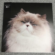 燦々/カネコアヤノ|.