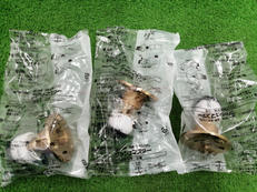 プッシュマスター|BRIDGESTONE