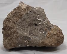 化石・鉱石セット|不明