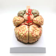人間の脳モデル|Human Brain Anatomical Model