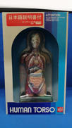 HUMAN TORSO|ツクダホビー