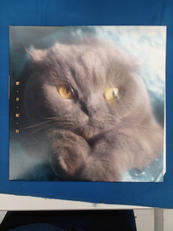 猫戦/蜜・月・紀・行|VICTOR ENTERTAINMENT