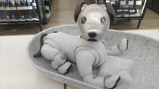 AIBO|SONY