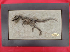 ダイナソースケルトン|フェバリット