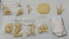 1/144 BANG-DOLL 破烈の人形 ガレージキット|WAVE