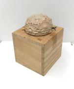 香合|増野陶花