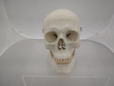 頭蓋骨模型|3B SCIENTIFIC