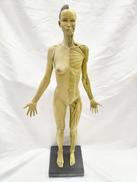 人体模型|ANATOMY TOOLS