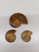 アンモナイト化石|不明