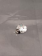 テントウムシ|SWAROVSKI