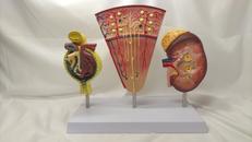 教育用人体解剖モデル 腎臓他|不明