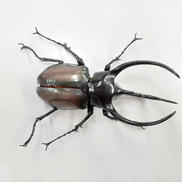 コーカサスオオカブト　ジャワ島|BANDAI