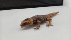 アルマジロトカゲ（ダークブラウン）|BANDAI