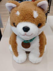 しばいぬコウタ|パートナーズ